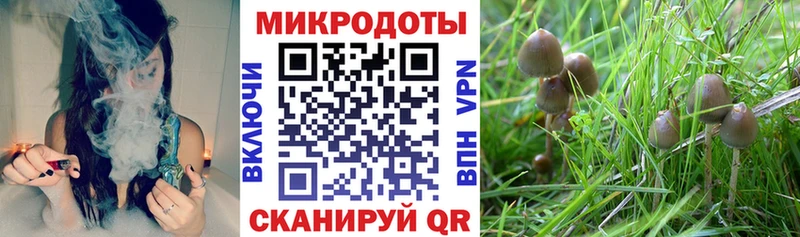блэк спрут   Суровикино  Галлюциногенные грибы Magic Shrooms 
